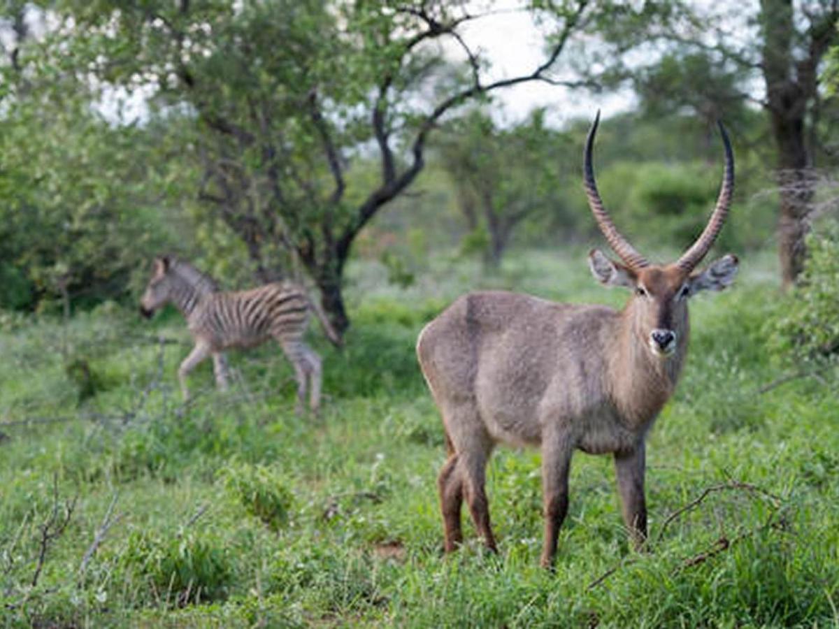 Ujabule Lodge Hoedspruit Eksteriør bilde