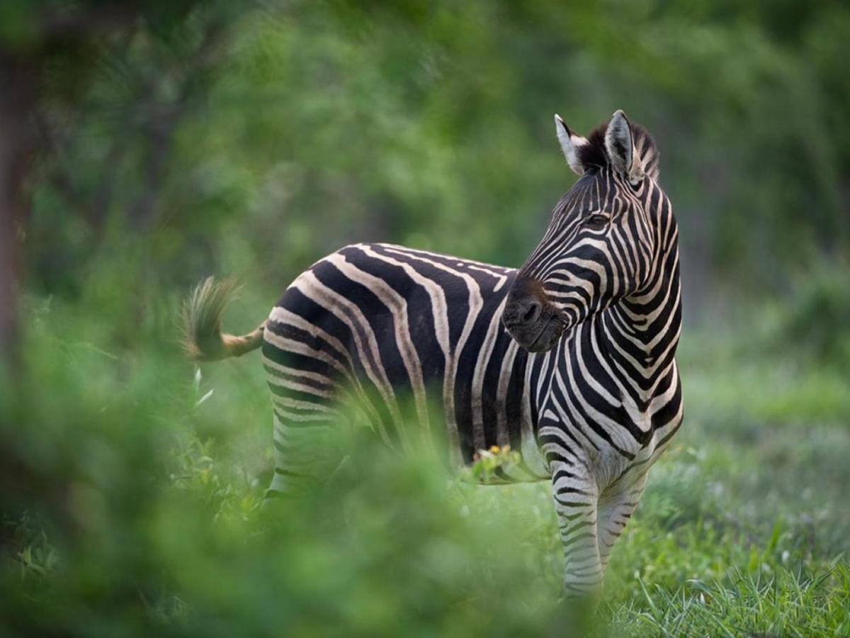 Ujabule Lodge Hoedspruit Eksteriør bilde